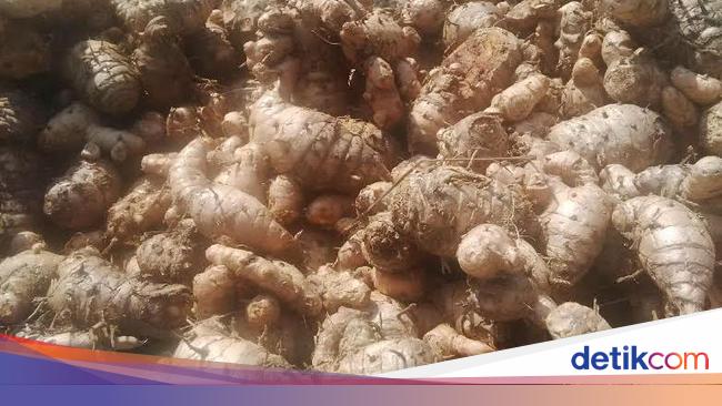 5 Manfaat Temulawak Untuk Kesehatan Salah Satunya Bantu Lindungi Hati 5 Manfaat Temulawak Untuk Kesehatan Salah Satunya Bantu Lindungi Hati