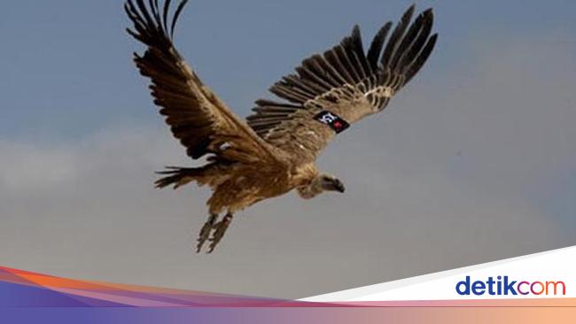 500 Burung Nasar Mati Usai Makan Bangkai Gajah Yang Diracun