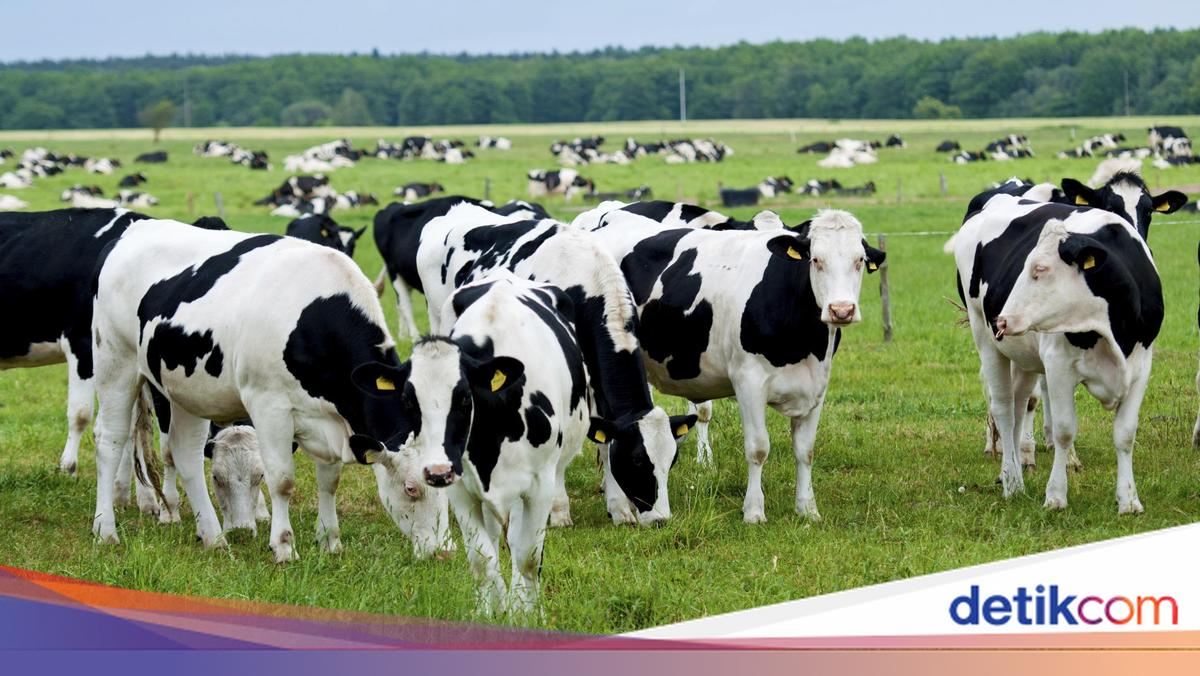 Studi: Sapi Suka Ngobrol dan Berteman Seperti Manusia
