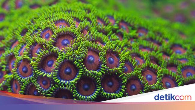 Cantik Cantik Mematikan Koral Seperti Ini Ternyata Bisa Racuni Manusia