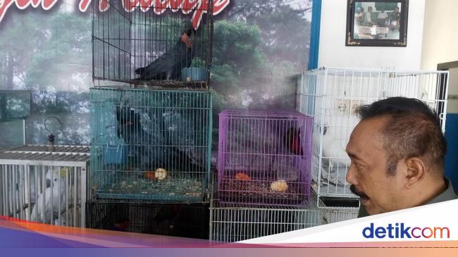 Warga Mojokerto Serahkan 2 Kakatua Raja Ke Petugas Konservasi