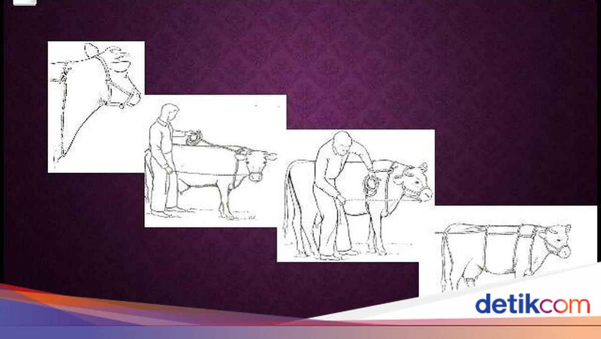 Penting! Begini Teknik Merobohkan Sapi Kurban Tanpa Harus Menyakiti