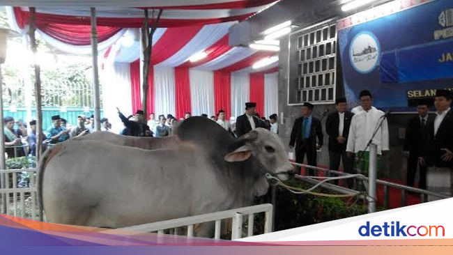 Sapi Kurban Presiden Jokowi Punya Pakan Khusus