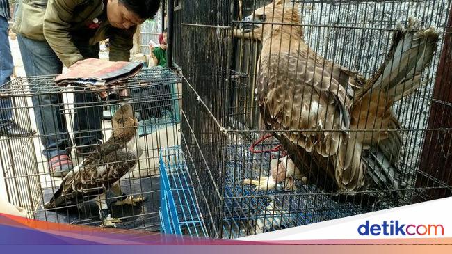 Jual Hewan Langka Elang Jawa Rumah Anto di Bojonggede Jual Hewan Langka Elang Jawa Rumah Anto di Bojonggede