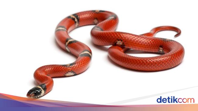 Marak Serangan Ular, Warga Baduy Minta Pemerintah Segera Sediakan Anti-Bisa