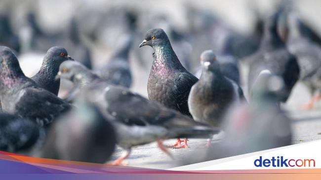 Unusual however true, a lady will get acute lung illness after consuming pigeons