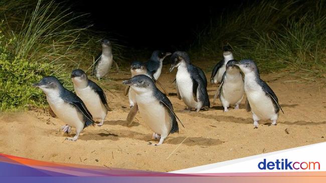 Mengintip Tingkah Lucu Penguin Di Phillip Island