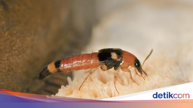 5 Fakta Semut Charlie Dan Cara Pengobatannya