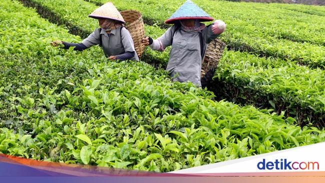 Perkebunan teh merupakan salah satu mata pencaharian masyarakat