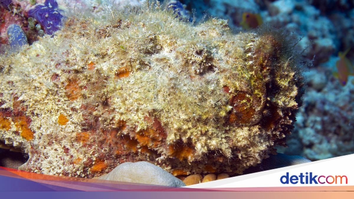 10 Ikan Paling Beracun di Dunia, Mana yang Paling Berbahaya?