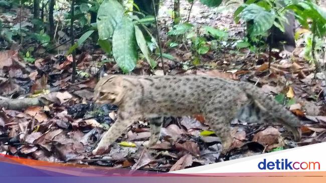 Lima Ekor Kucing Hutan Dilepasliarkan Di Kawasan Meru Betiri