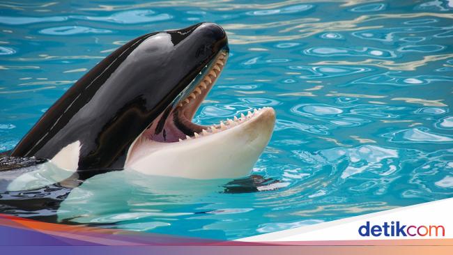 The story of Kiska, the loneliest orca in the world, who died aged 47