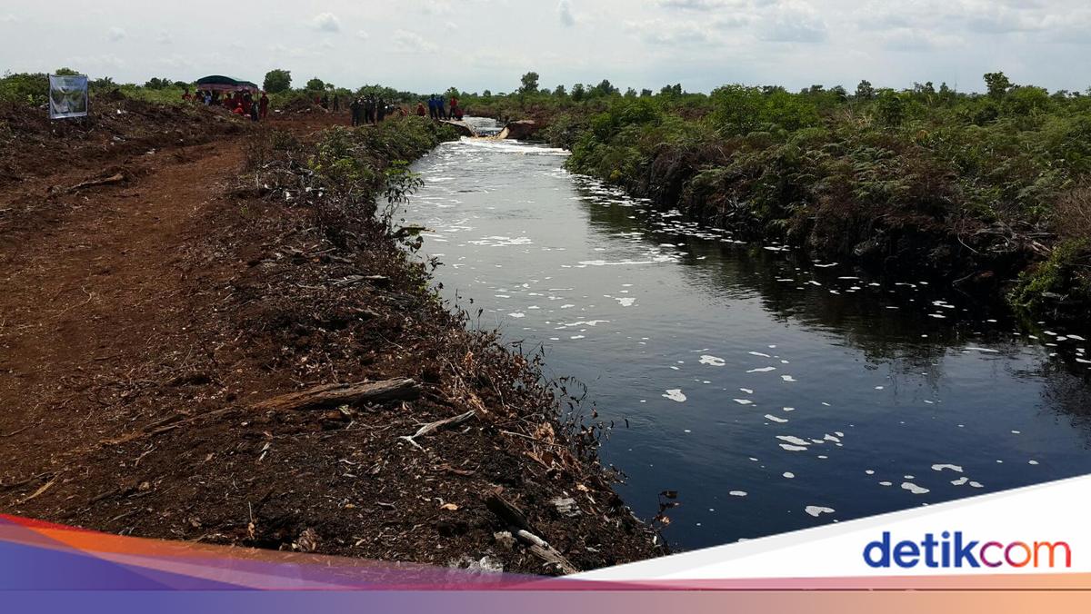 Sekat Kanal Gambut Bisa Tekan Risiko Karhutla, Ini Cara Kerjanya