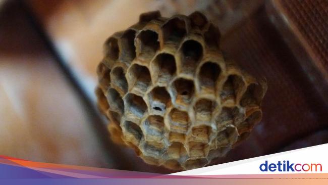 Perhatikan Begini Pertolongan Pertama Jika Anak Tersengat Perhatikan Begini Pertolongan Pertama Jika Anak Tersengat