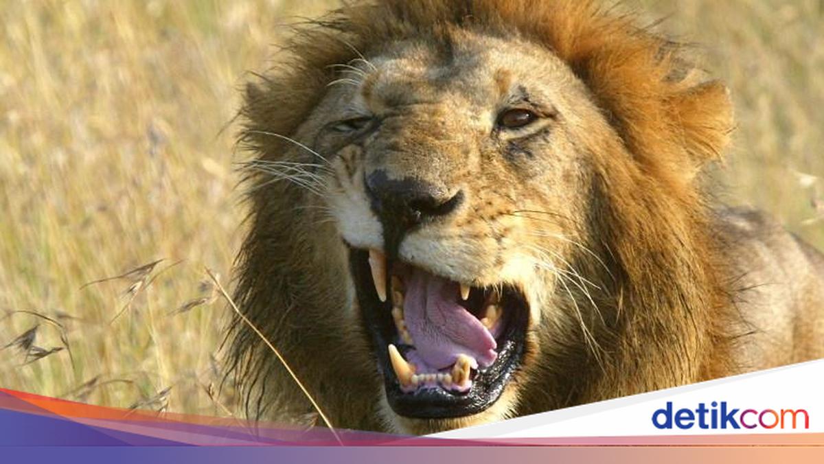 Singa Disebut Raja Hutan, Tapi Bisa Kalah dari Hewan-hewan Ini
