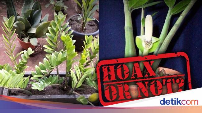 Isu Tanaman Dolar Penyebab Leukimia Isu Tanaman Dolar Penyebab Leukimia