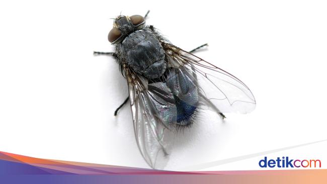 Anjuran Rasulullah Saat Ada Lalat Yang Hinggap Di Minuman Anjuran Rasulullah Saat Ada Lalat Yang Hinggap Di Minuman