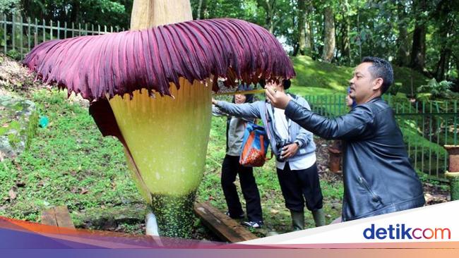 Bunga Bangkai Tertinggi Mekar Di Kebun Raya Cibodas Ini Penampakannya