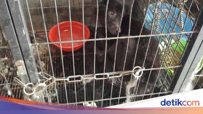 Dunia Binatang Trans 7 Pemilik Meninggal Dunia 14 Anjing Mati Kelaparan di Dunia Binatang Trans 7 Pemilik Meninggal Dunia 14 Anjing Mati Kelaparan di