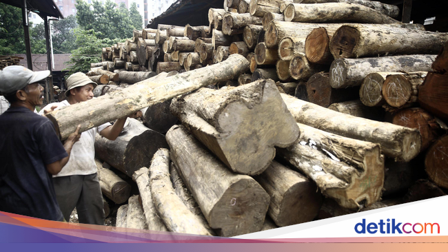 Ini Strategi Pemerintah Cegah Beredarnya Kayu Curian Ini Strategi Pemerintah Cegah Beredarnya Kayu Curian