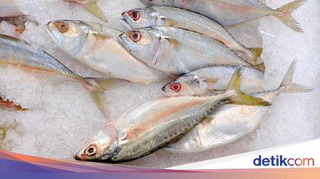 Jangan Asal Makan Begini Cara Pilih Ikan  yang  Segar dan Sehat 