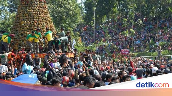 Ribuan Orang Di Jombang Berebut Gunungan 2 016 Durian