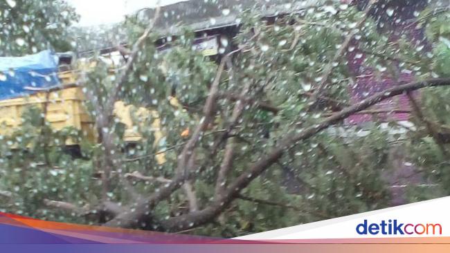 2 Orang Tewas Tertimpa Pohon Tumbang di Yogyakarta