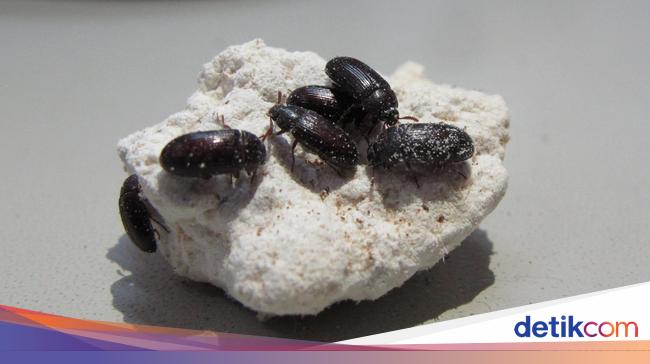 Serupa Tapi Tetap Beda Semut Jepang Ulat Hong Kong Dan Kutu Beras Serupa Tapi Tetap Beda Semut Jepang Ulat Hong Kong Dan Kutu Beras