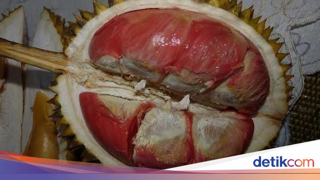 Wajib Coba! Ini 5 Jenis Durian Paling Enak Asli Indonesia