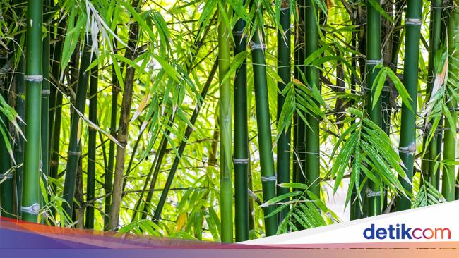 Bamboo as a Sustainable and Renewable Energy Source: Exploring its Potential for Bioethanol and Biogas Production