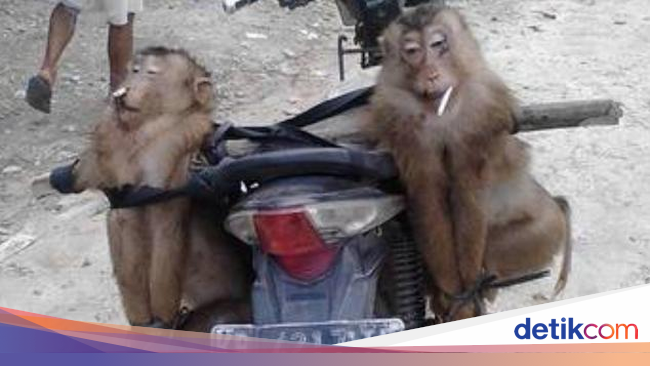 Berukku Malang Berukku Sayang Ditembak Orang karena Bukan Berukku Malang Berukku Sayang Ditembak Orang karena Bukan