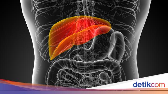 FDA Approves Pig Liver Clinical Trial for Liver Failure