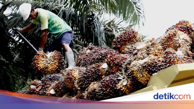Uni Eropa Tunda Aturan Jegal Sawit, tapi buat RI Belum Cukup