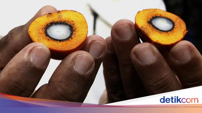 Bahlil Mau Genjot BBM Sawit B60, Pengusaha Wanti-wanti Ini