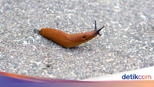 Gara Gara Iseng Makan Siput Taman Remaja Ini Koma Terus Lumpuh