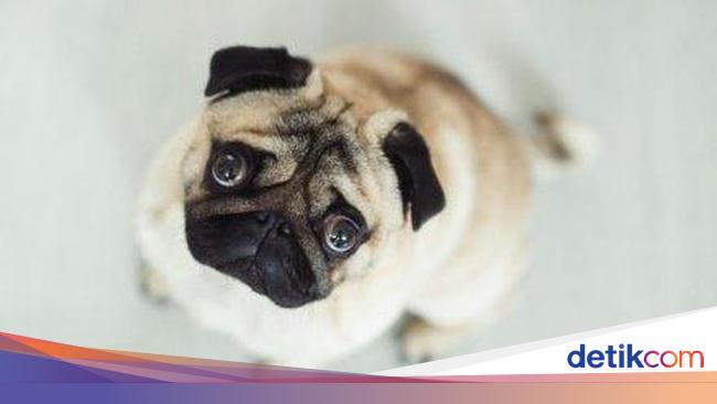 Anjing Hidung Pesek Lebih Penyayang Daripada Anjing Bermoncong Panjang