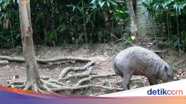80 Gambar Babi Tulisan Jerapah Terbaik 80 Gambar Babi Tulisan Jerapah Terbaik