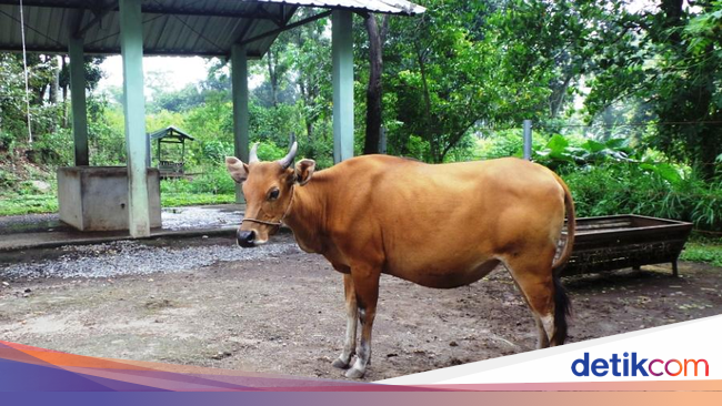 kementan sebar bibit sapi perah di pulau jawa kementan sebar bibit sapi perah di pulau jawa