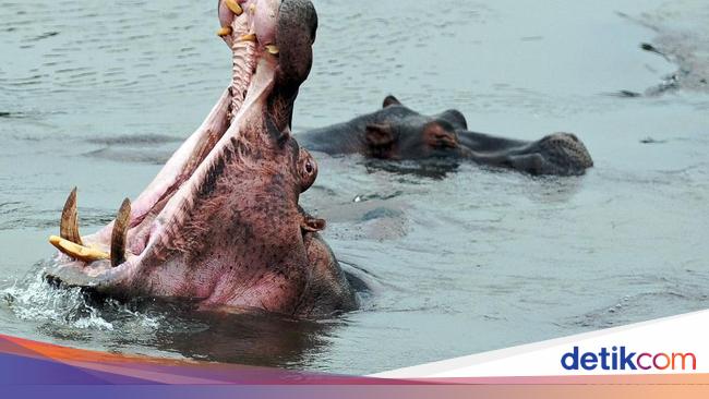 Dramatic!  Baby rescued after half of his body was swallowed by a hippopotamus