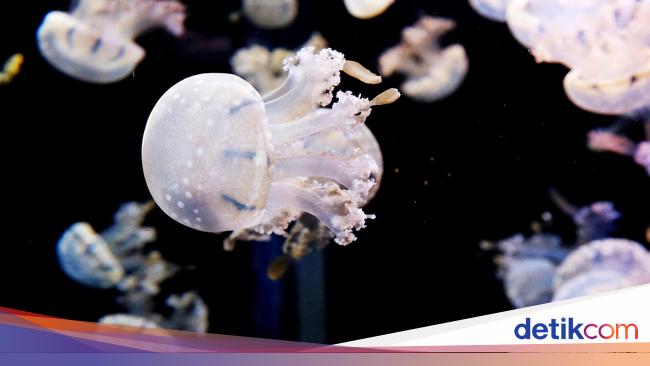 Ubur-ubur Bikin Lumpuh Pembangkit Nuklir Prancis, Kok Bisa?