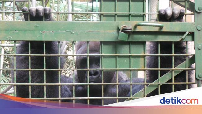 Mengenal Perilaku Gorila Dan Cara Menghadapinya