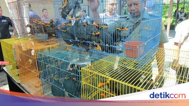 Pengiriman 90 Ekor Beo Asal Kalimantan Digagalkan