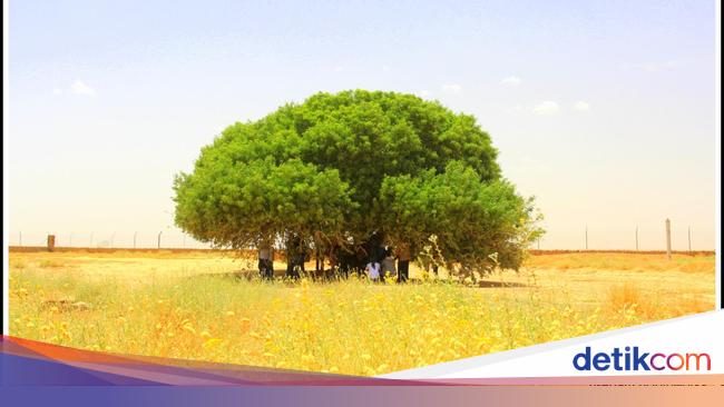 Kisah Pohon Sahabi Yang Jadi Sahabat Nabi Di Masa Kecil