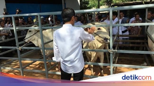 Jokowi Tinjau Lokasi Penggemukan Sapi Di Rumpin Bogor
