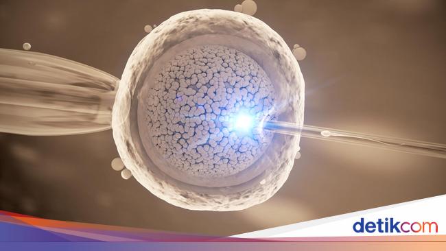 Wanita Hasilkan 2 Sel Telur Dalam Masa Ovulasi Bisakah Terjadi