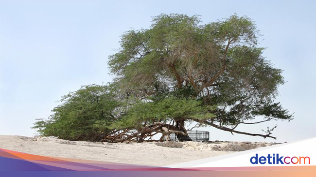 Wisata forex dan bahrain pariwisata