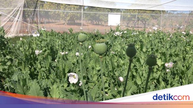 Taliban in Power, Opium Price Soared to Rp 2 Million/Kg!