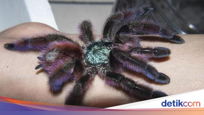 10 Serangga Terbesar di Dunia, Kamu Pernah Lihat?