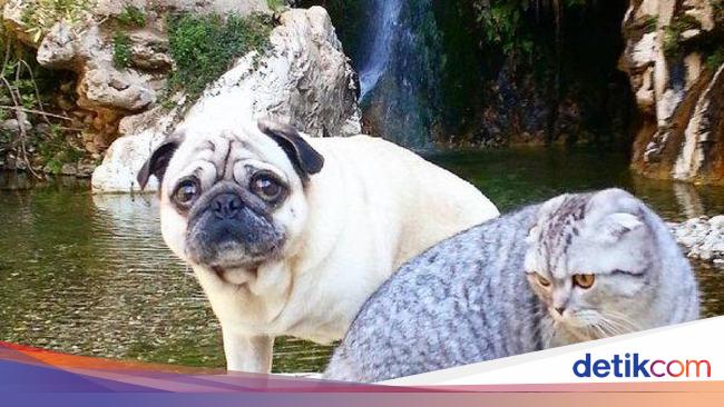 Kisah Anjing Dan Kucing Yang Bersahabat Dan Traveling Bareng
