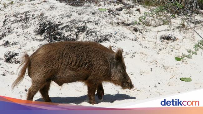 Klaim Invasi Babi Hutan Indonesia Ke Malaysia Diragukan Klhk Halaman 2